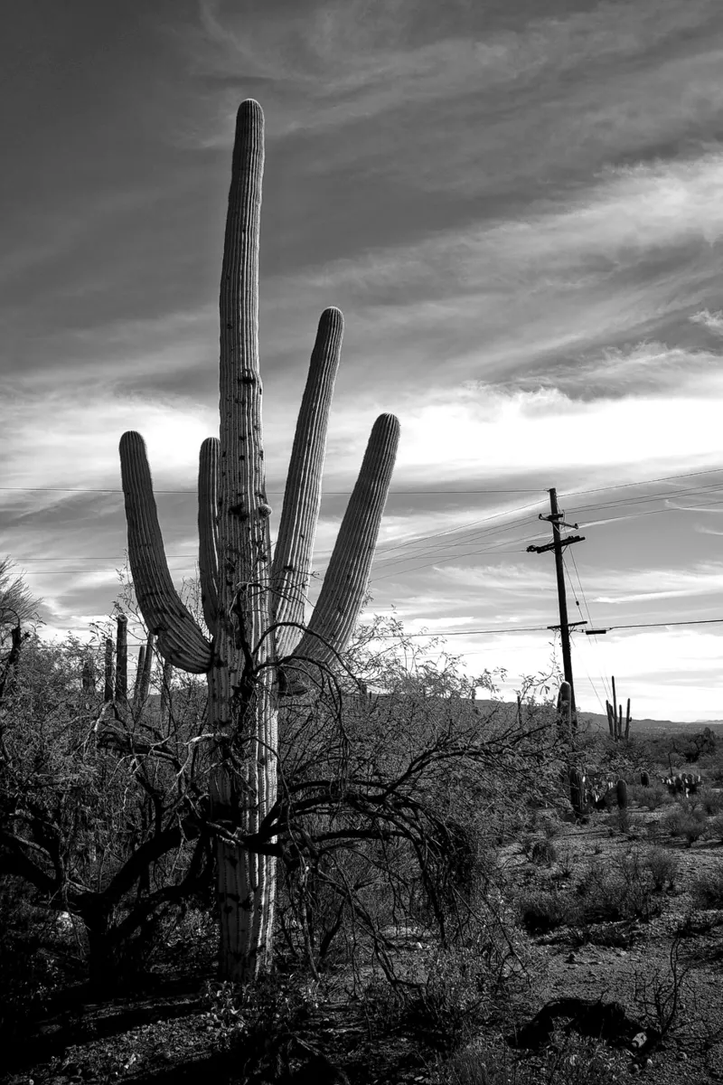 Saguaro cactus in the desert - black and white photography canvas with Floater frame by Finch & Frames