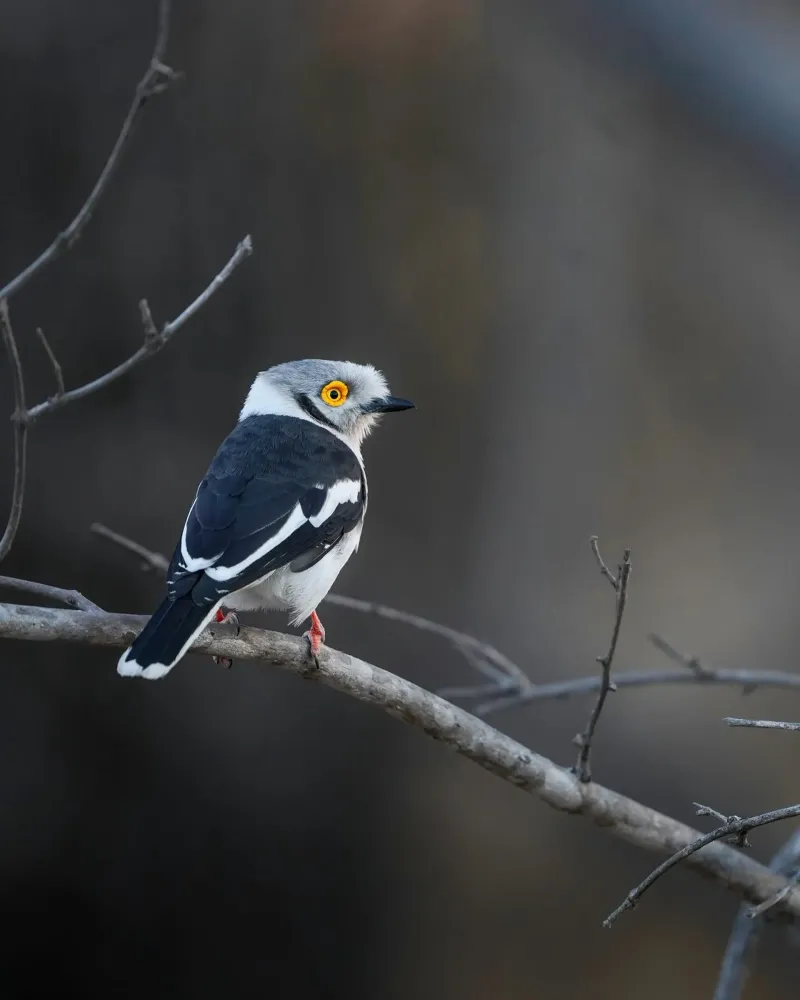 Averla bianca pellicola backlit da Tom's Wildlife