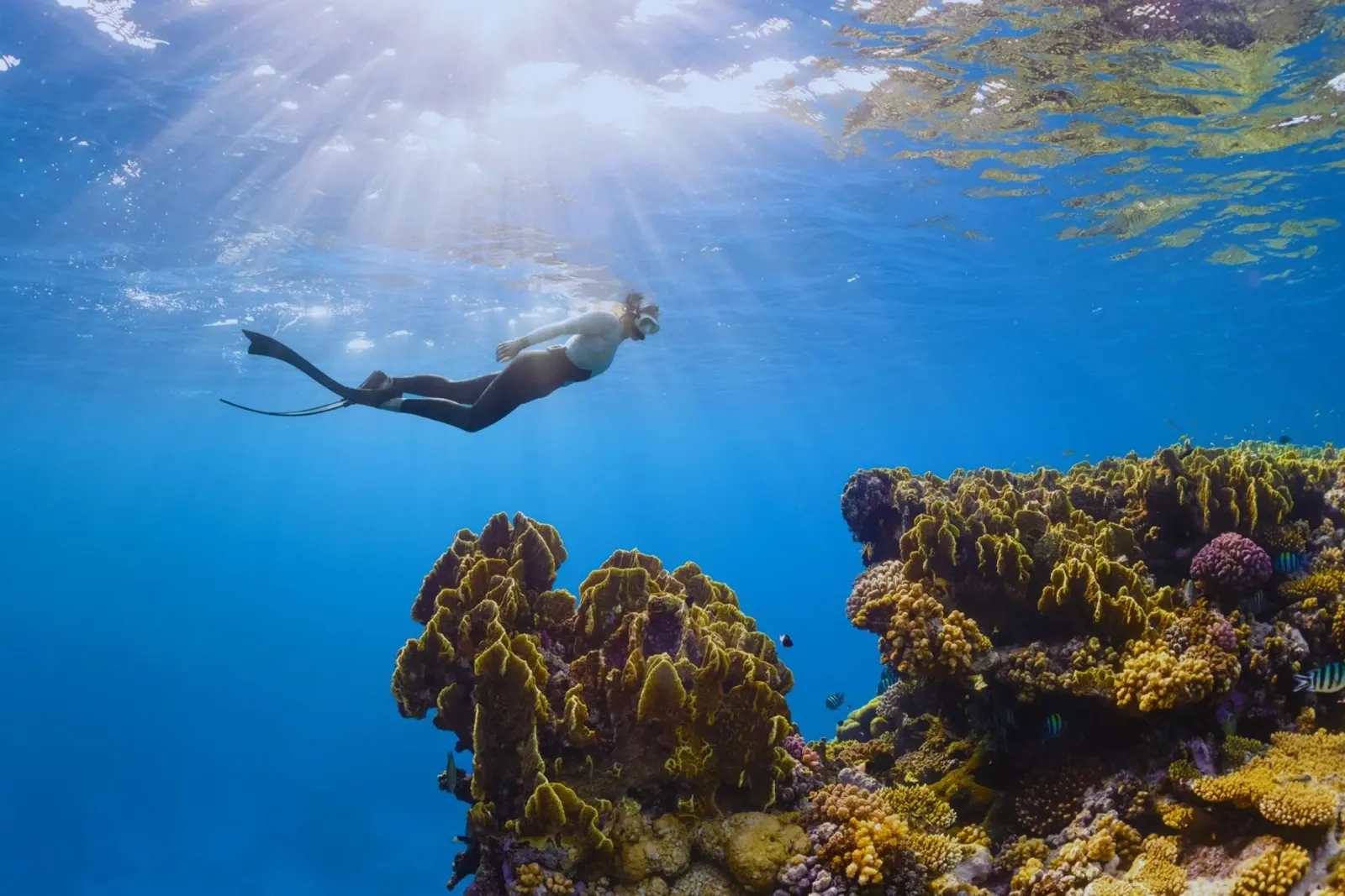 subacqueo sott'acqua pellicola backlit da Earthly Visions