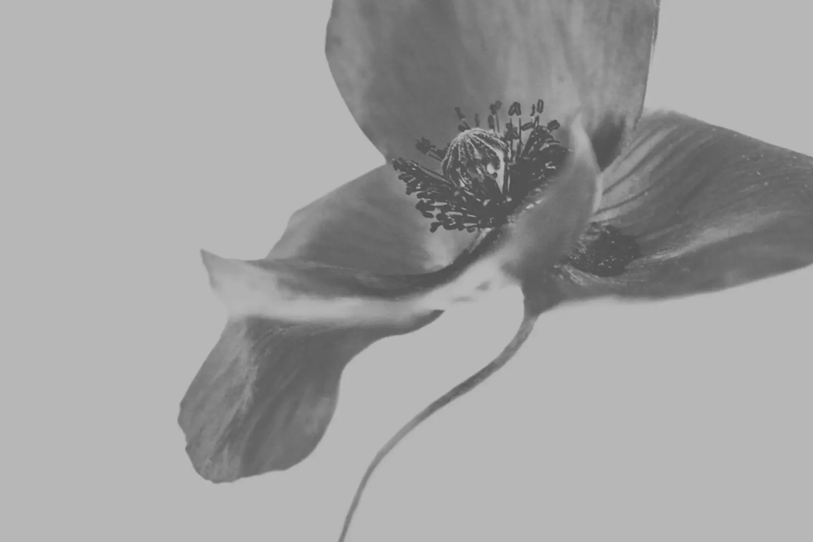 Fiori tenui poster da PhotoVibe Decor