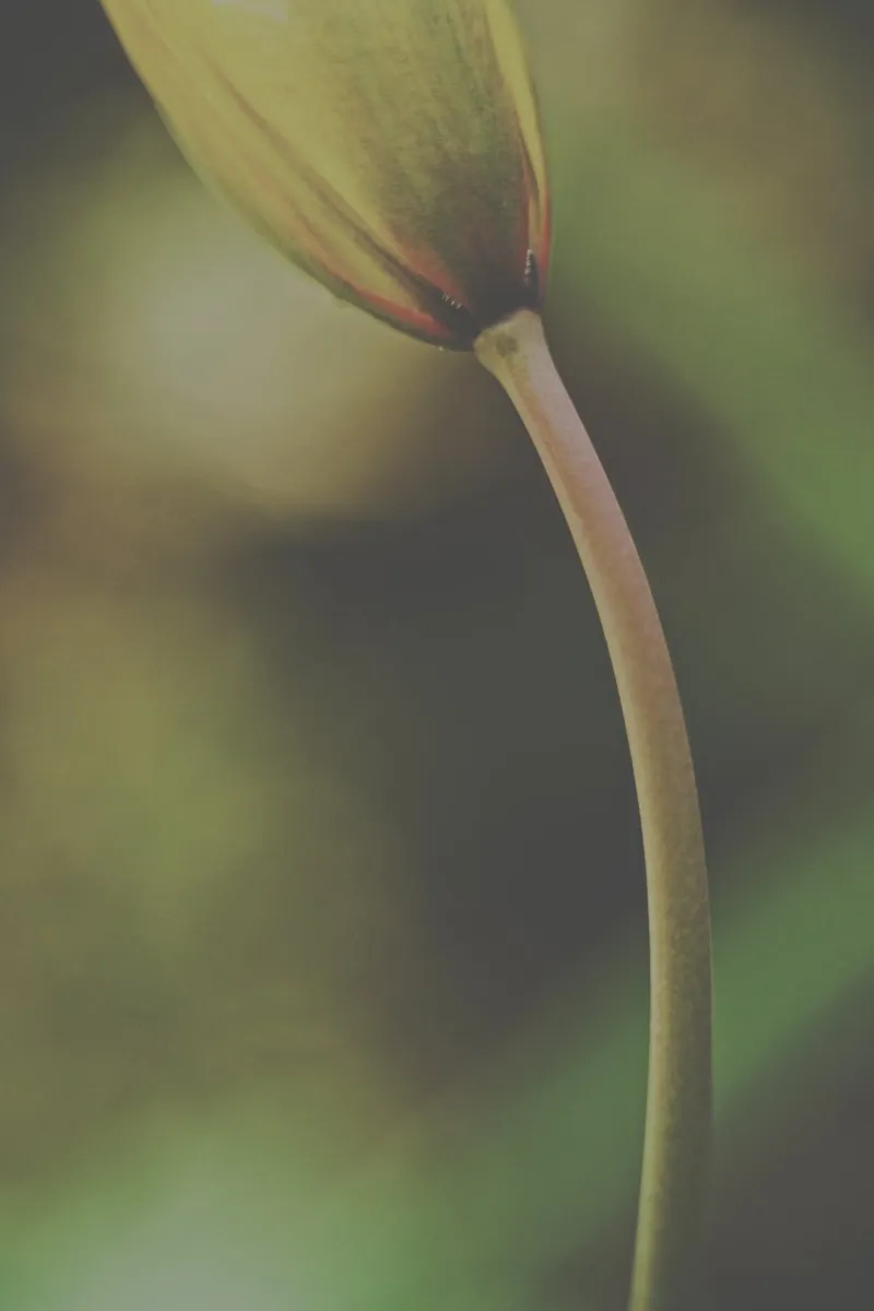 Fiori tenui poster da PhotoVibe Decor