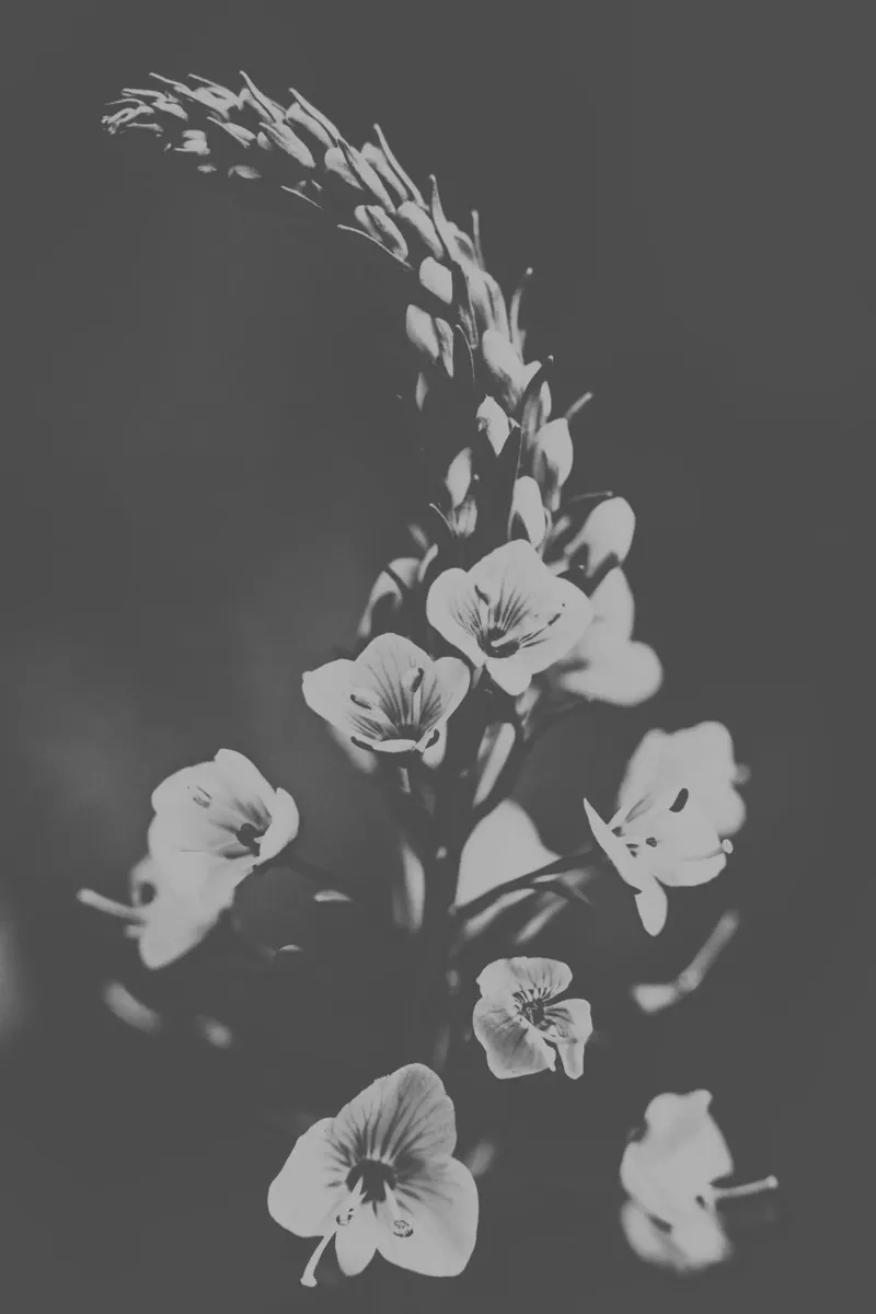 Fiori tenui poster da PhotoVibe Decor