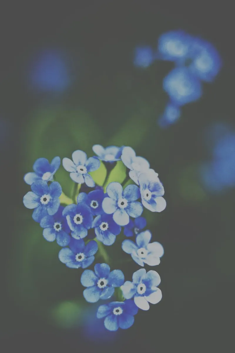 Fiori tenui carta hahnemühle da PhotoVibe Decor