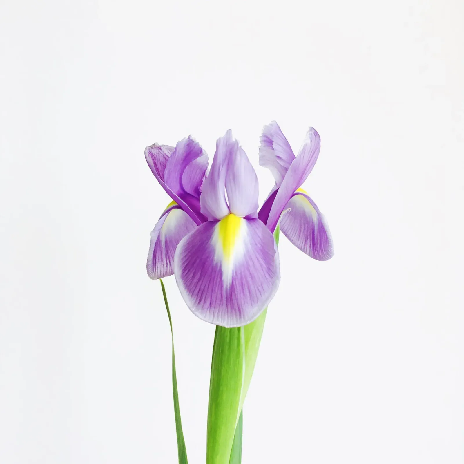 Iris pellicola backlit da Cassia Beck Photography