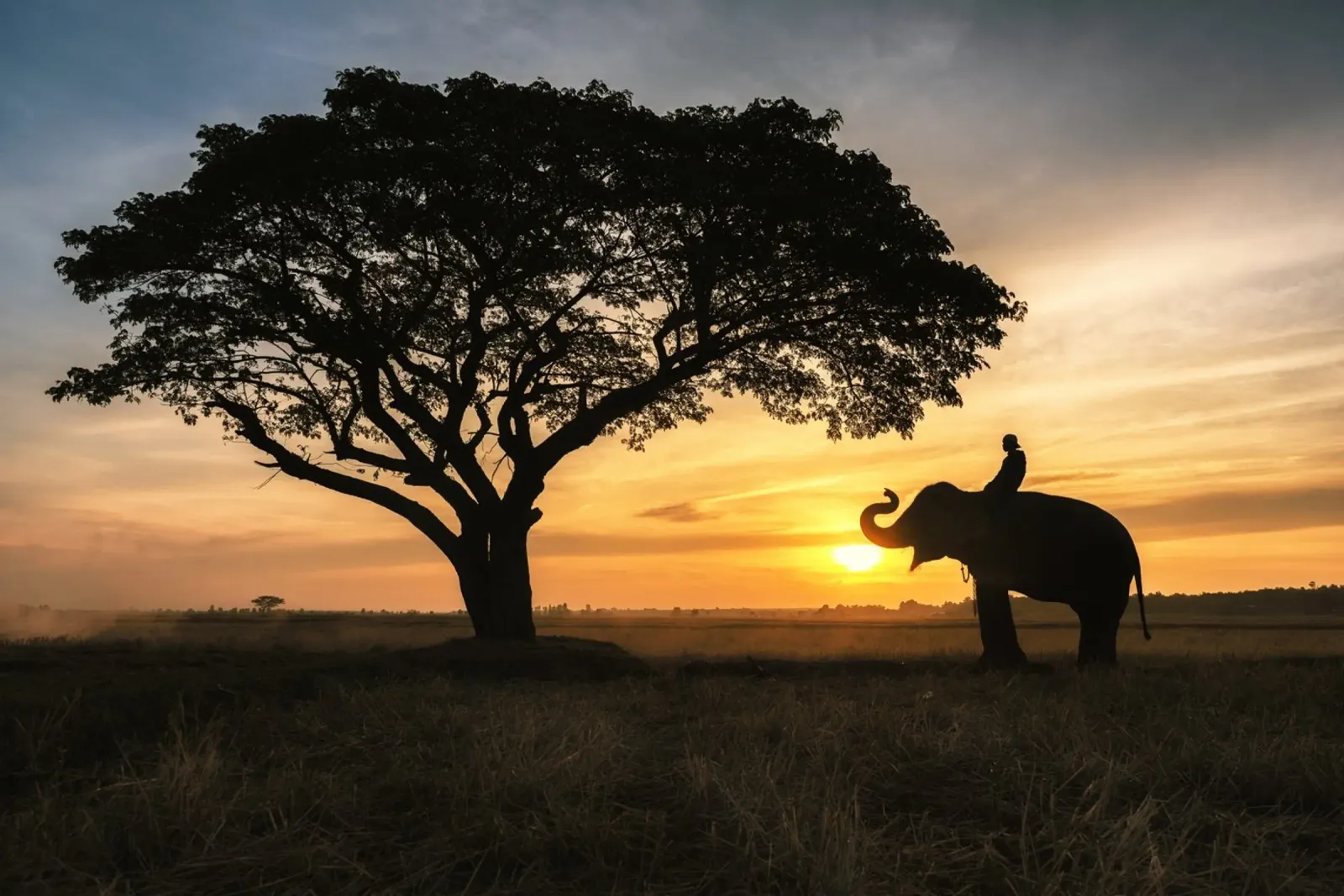 Elefant in der Abenddämmerung Hahnemühle von PhotoVibe Decor