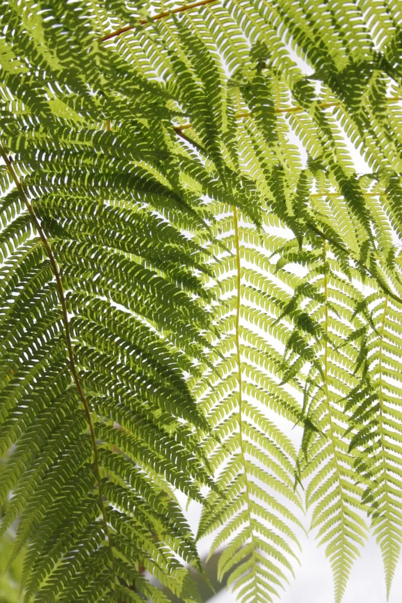 Texture botaniche plexiglass da PhotoVibe Decor