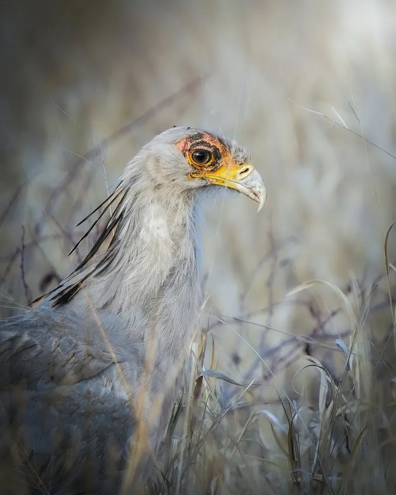 Segretaria pellicola backlit da Tom's Wildlife