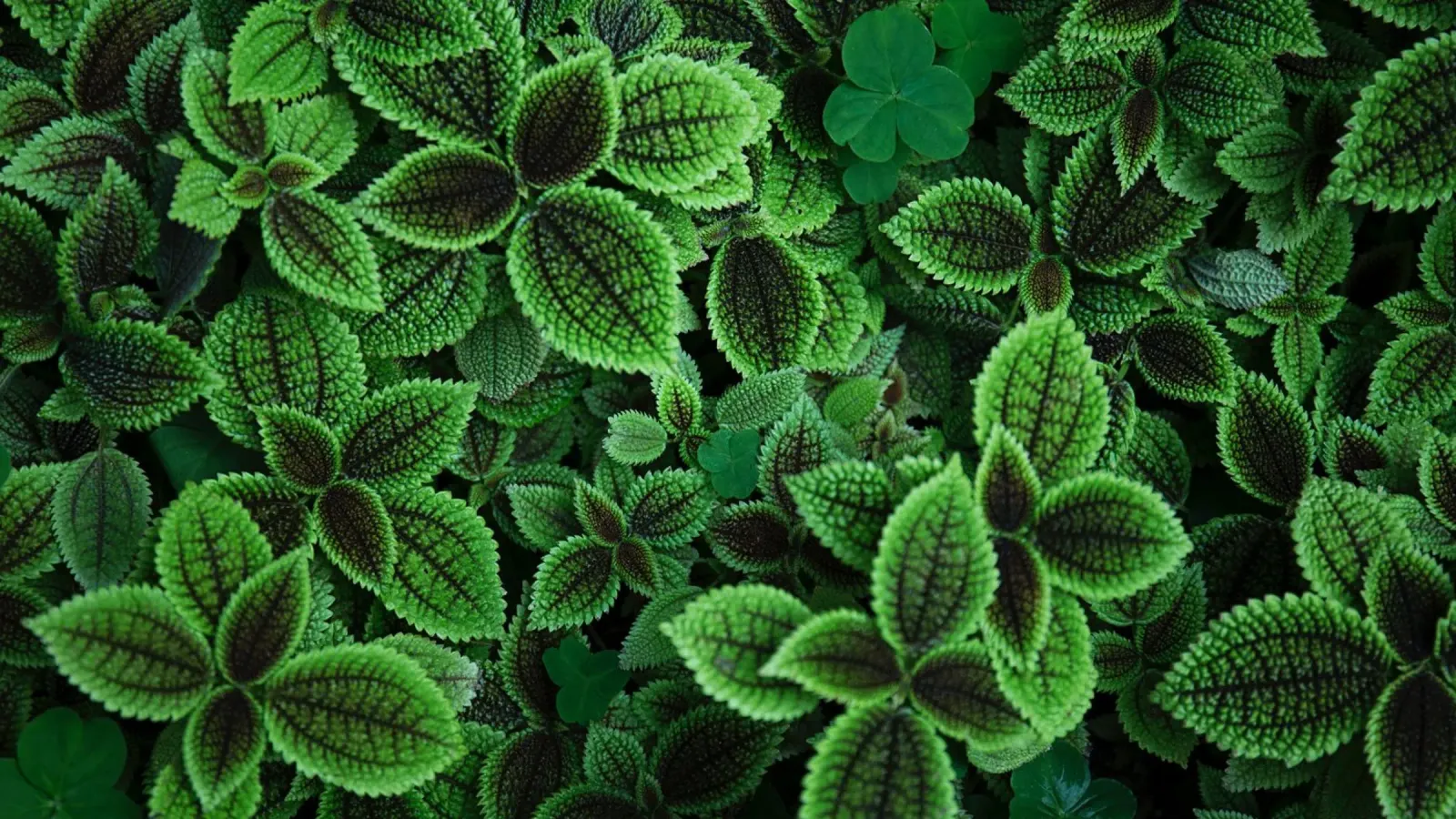 Texture botaniche plexiglass da PhotoVibe Decor