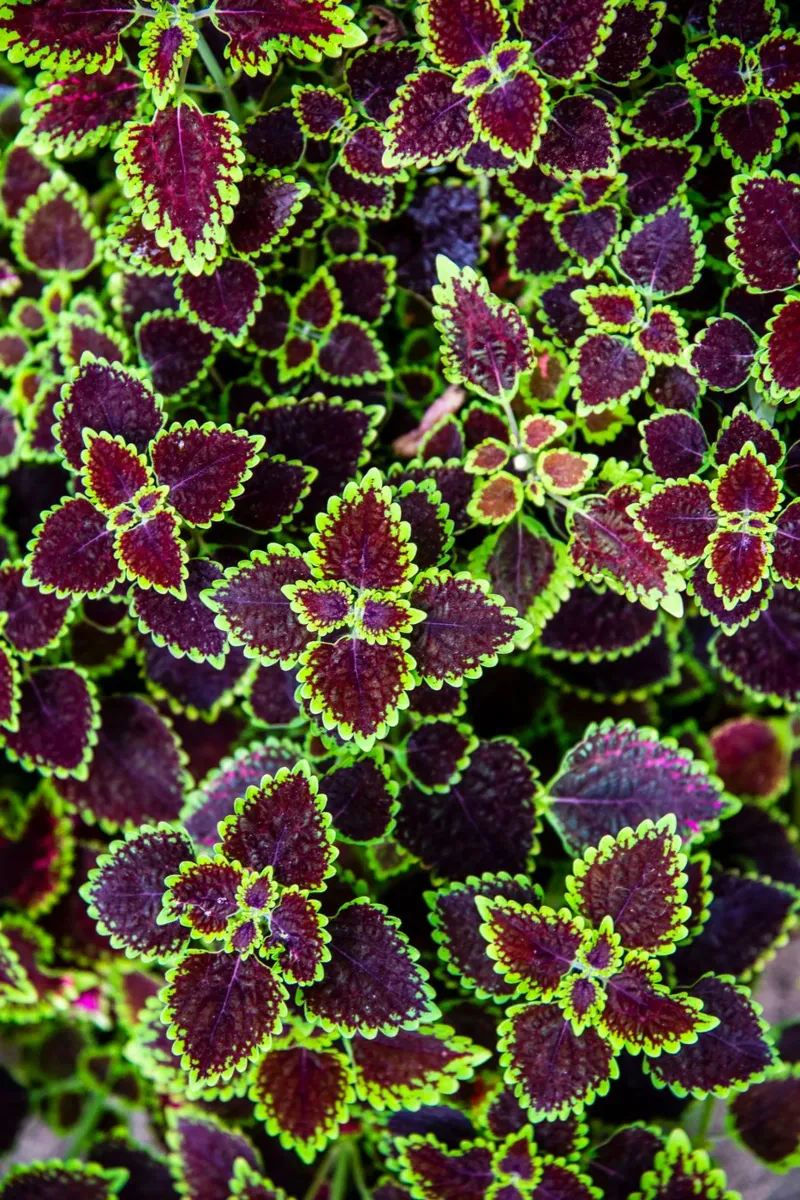 Botanische Texturen Acryl-Glas von PhotoVibe Decor