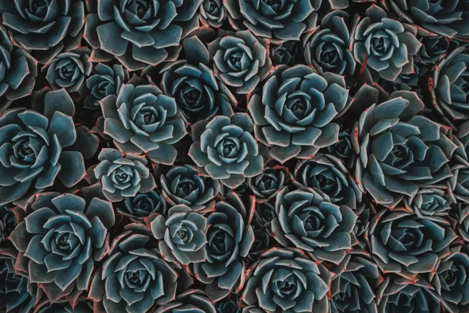 Texture botaniche tela da PhotoVibe Decor