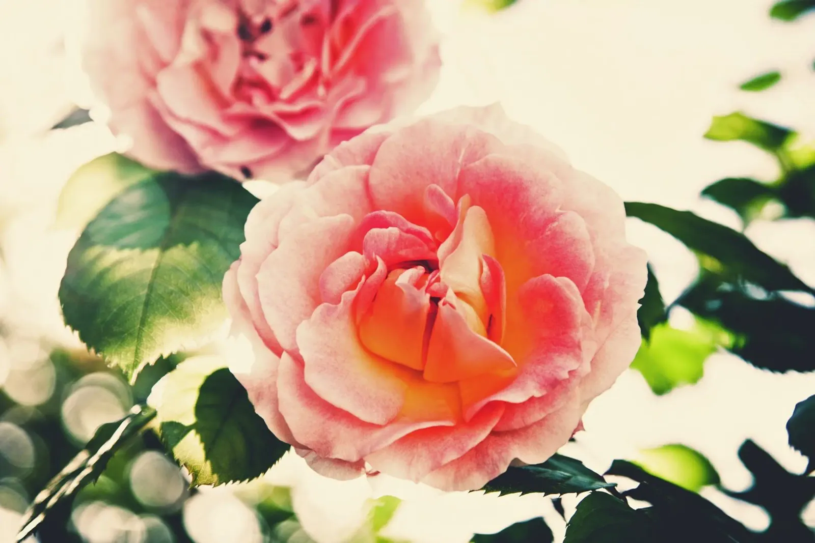 Il linguaggio delle rose carta hahnemühle da PhotoVibe Decor