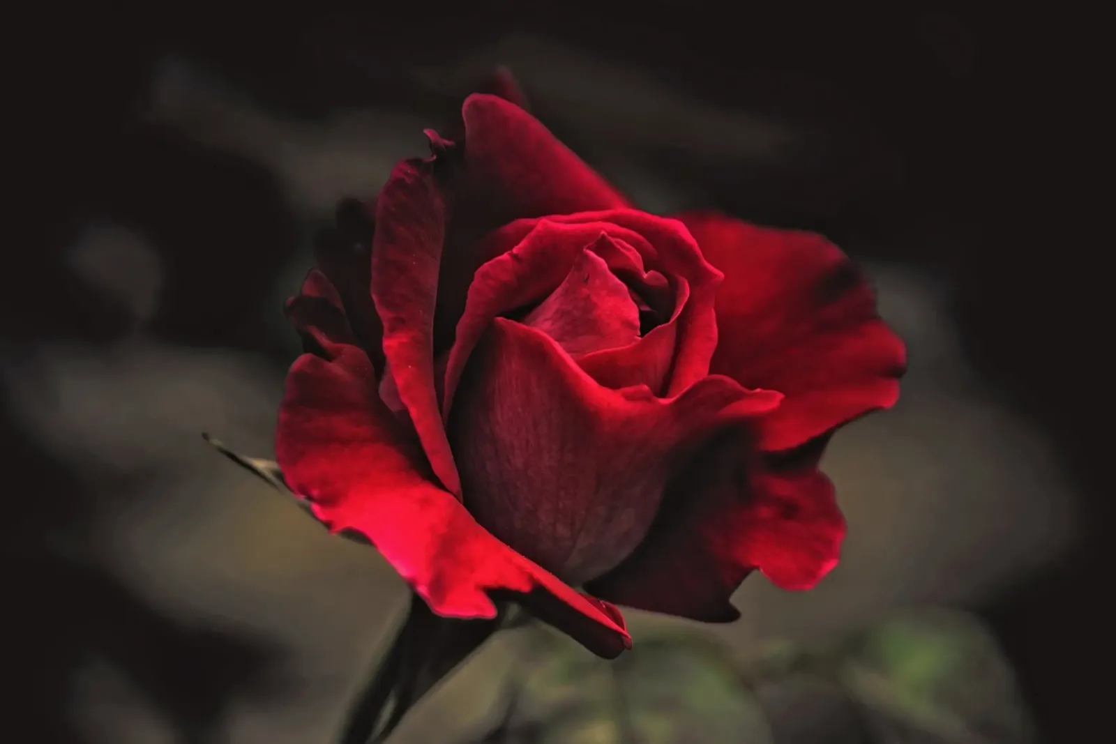 El lenguaje de las rosas metacrilato de PhotoVibe Decor