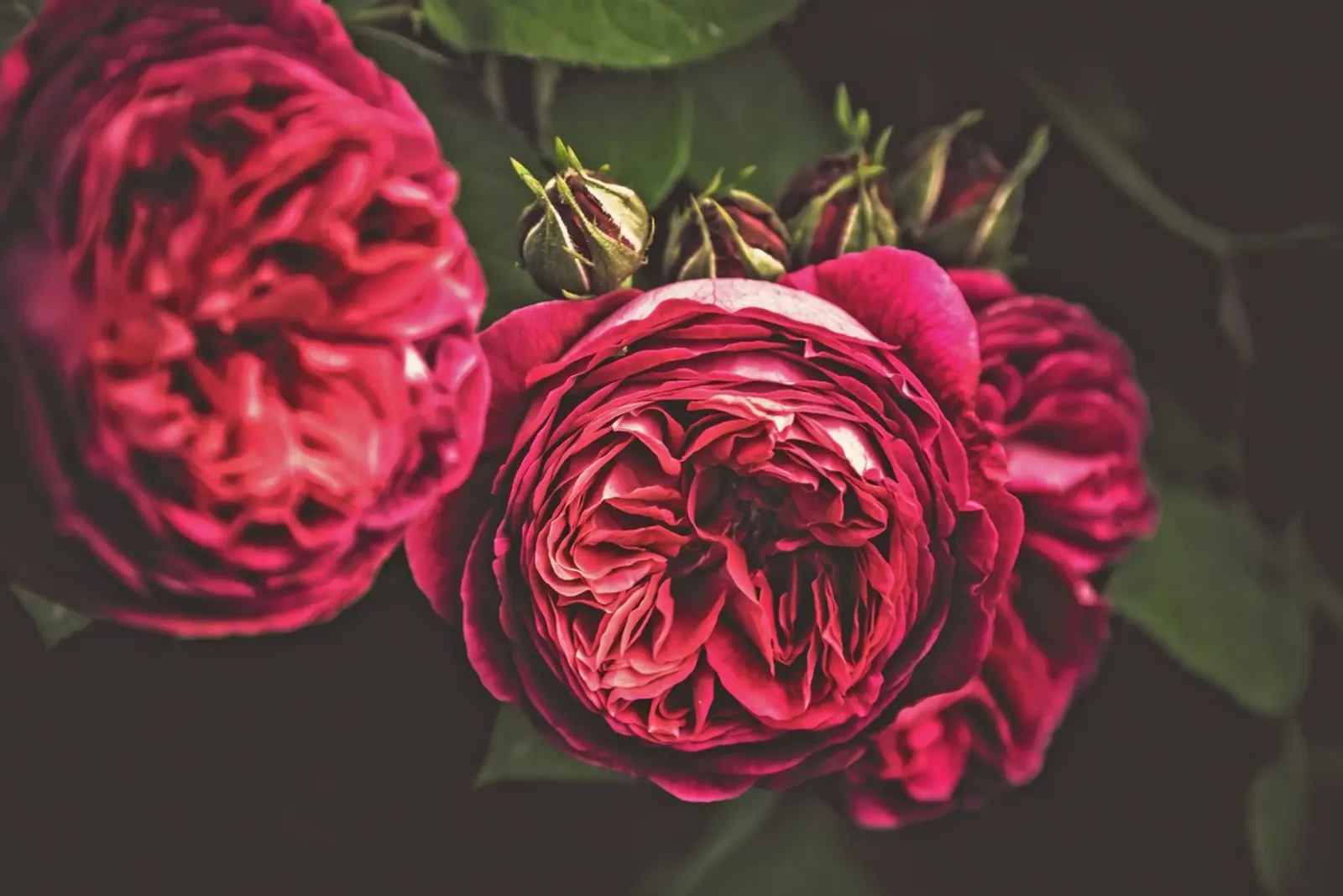 The Language of Roses canvas with Floater frame by PhotoVibe Decor