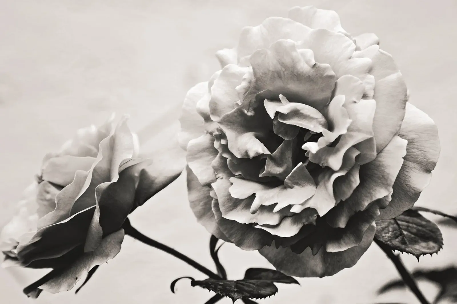 The Language of Roses canvas with Floater frame by PhotoVibe Decor