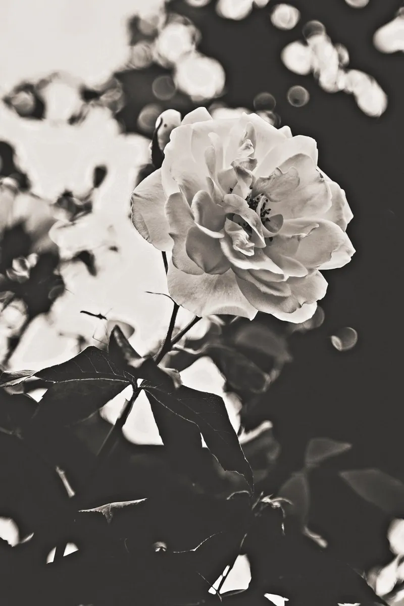 The Language of Roses canvas with Floater frame by PhotoVibe Decor