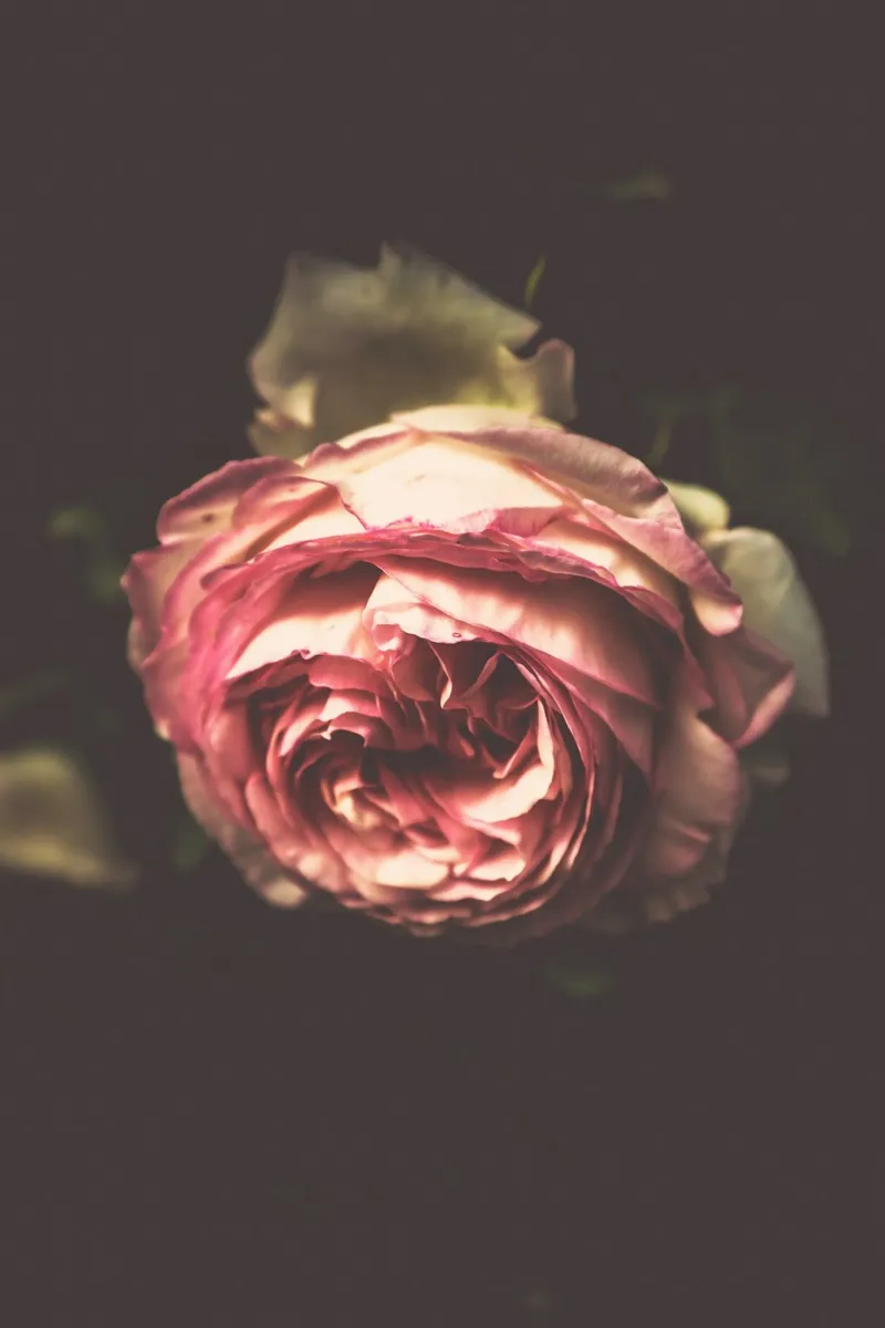 The Language of Roses canvas with Floater frame by PhotoVibe Decor