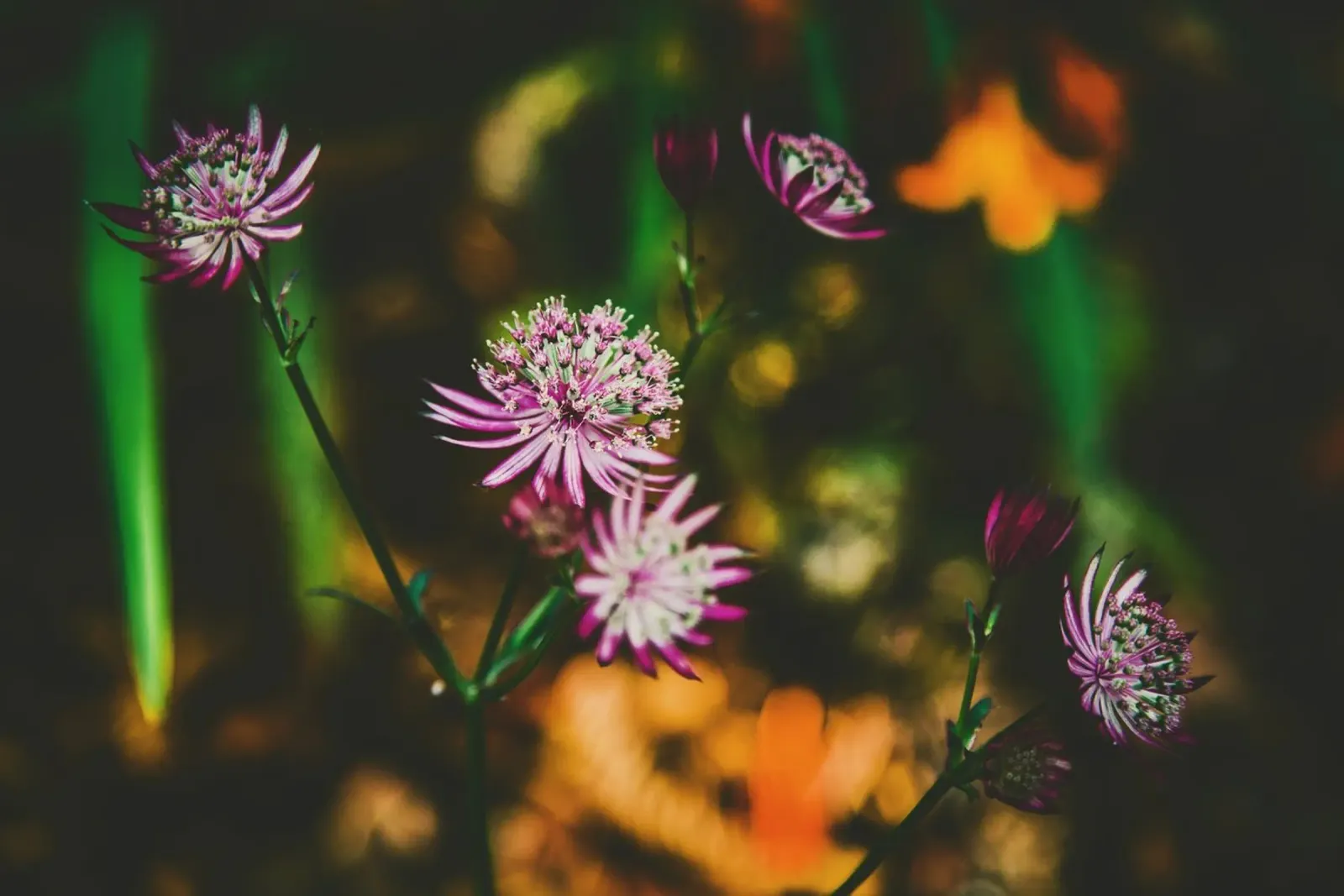 Poesia in fiore selvaggio alluminio dibond da PhotoVibe Decor