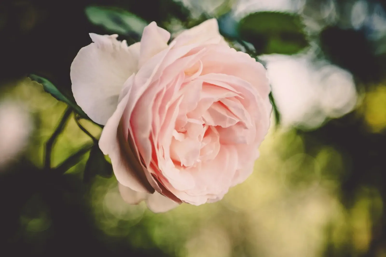 Poesia in fiore selvaggio poster da PhotoVibe Decor