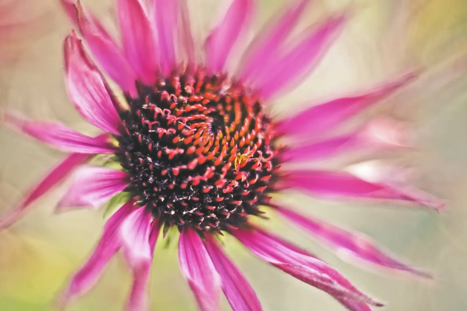 Poesia in fiore selvaggio alluminio dibond da PhotoVibe Decor