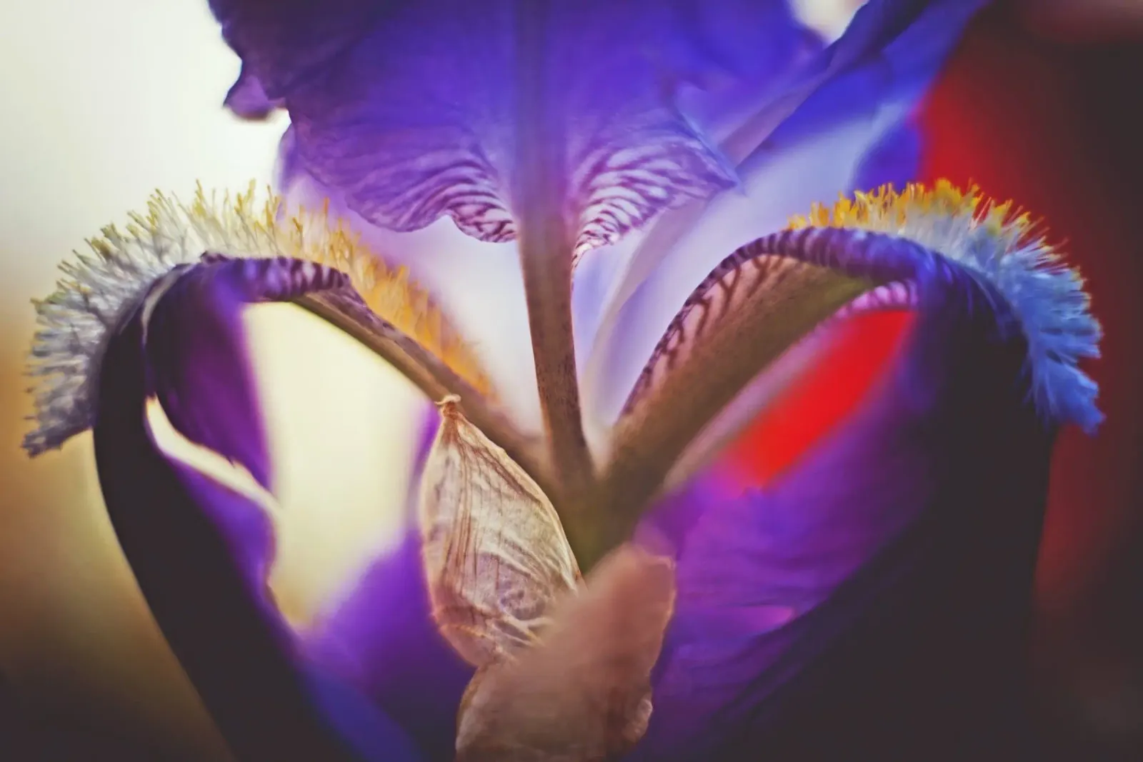 Poesia in fiore selvaggio poster da PhotoVibe Decor