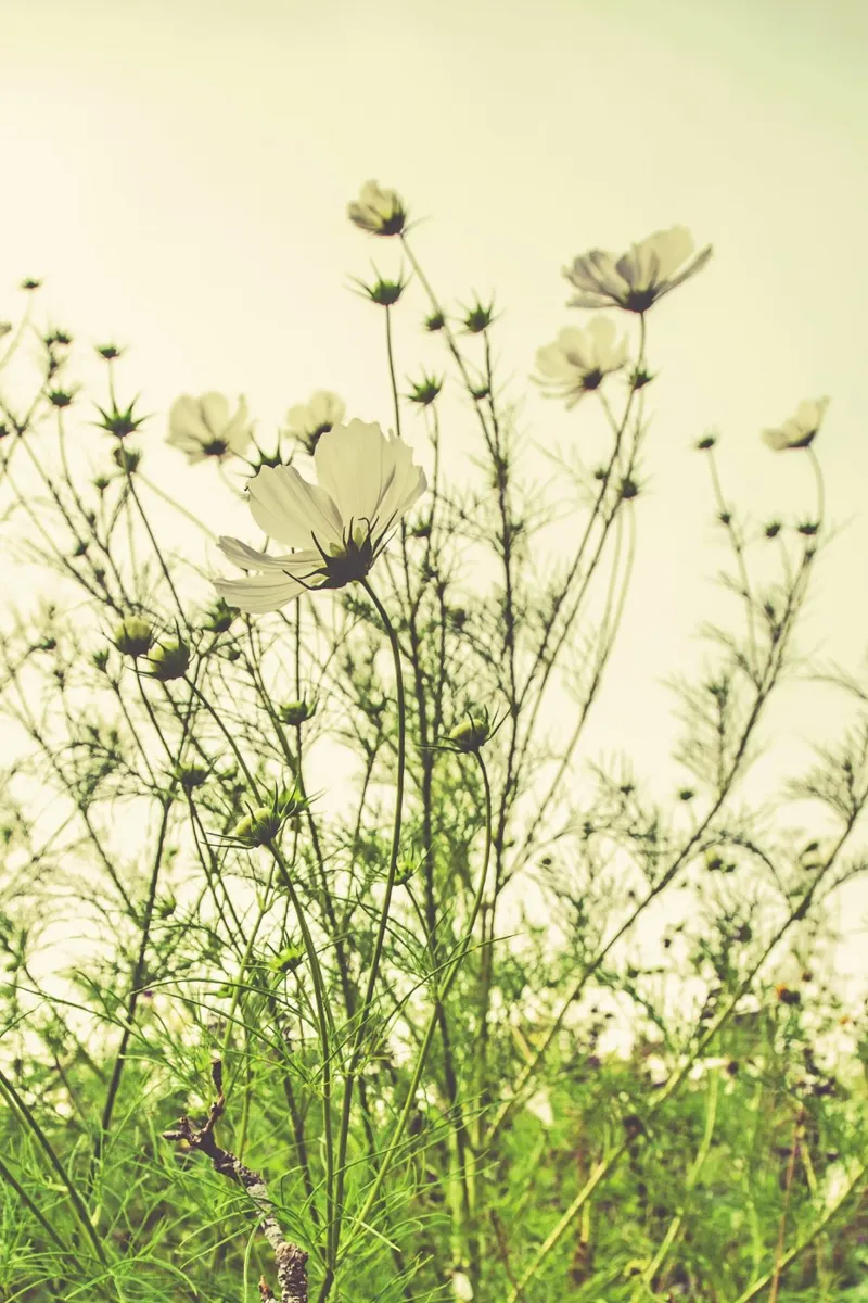 Poesia in fiore selvaggio alluminio dibond da PhotoVibe Decor
