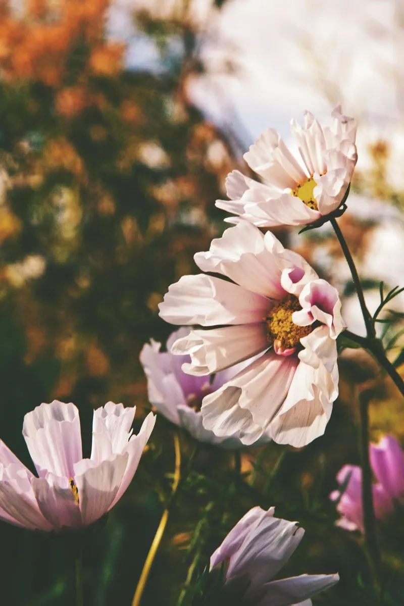 Poesia in fiore selvaggio alluminio dibond da PhotoVibe Decor