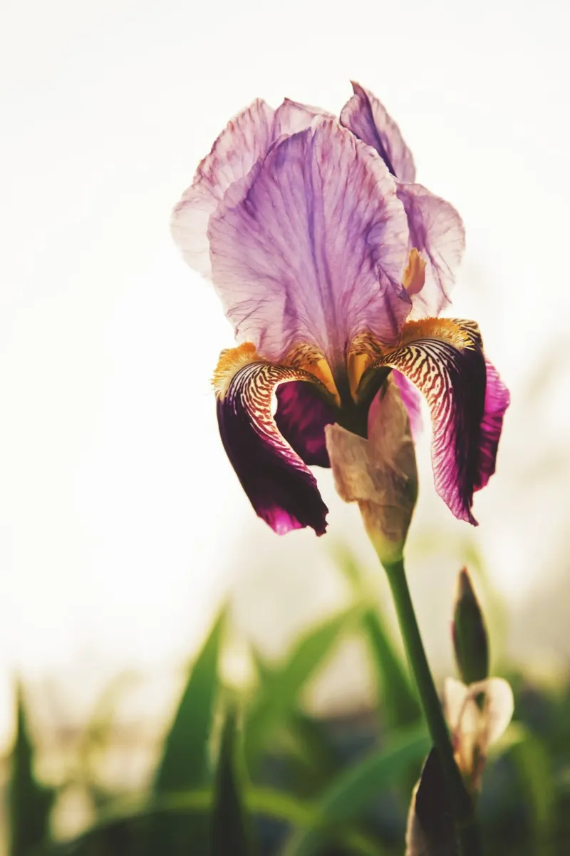 Poesia in fiore selvaggio alluminio dibond da PhotoVibe Decor