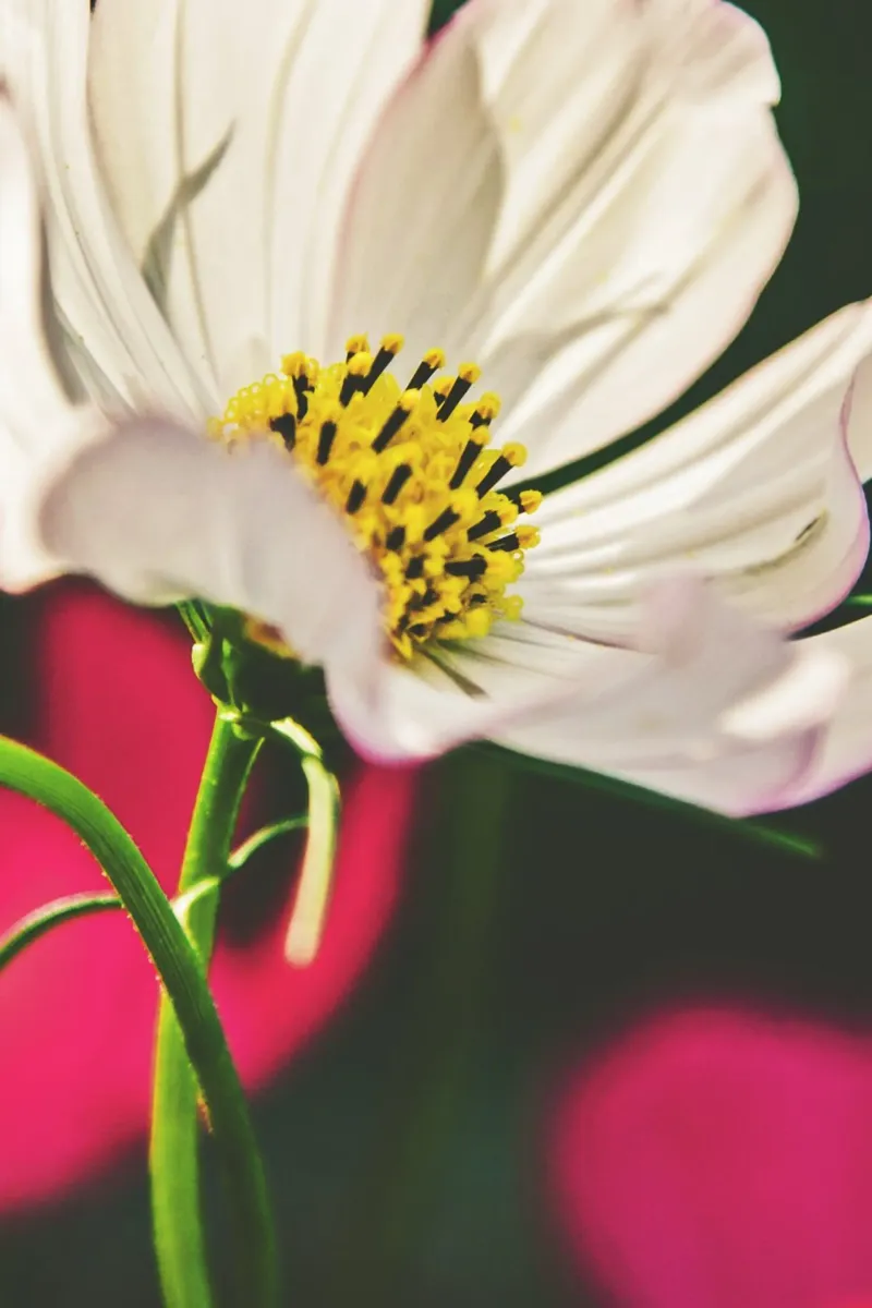 Poesia in fiore selvaggio alluminio dibond da PhotoVibe Decor