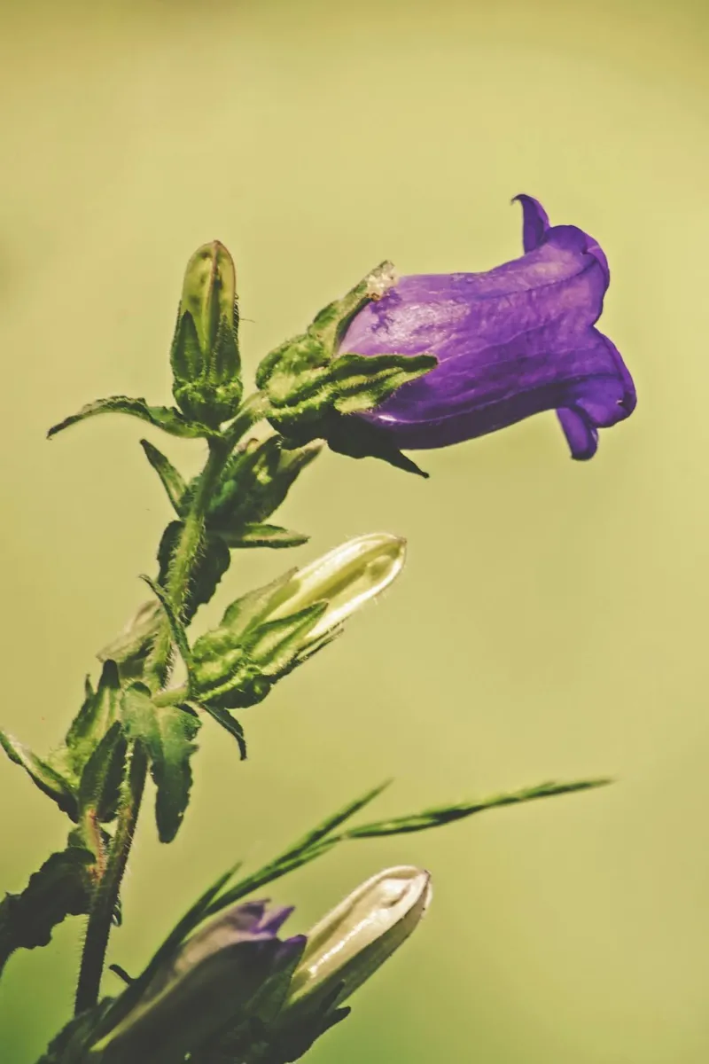 Poesia in fiore selvaggio alluminio dibond da PhotoVibe Decor