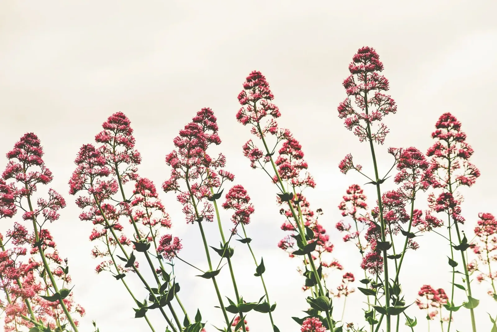 Poesia in fiore selvaggio poster da PhotoVibe Decor