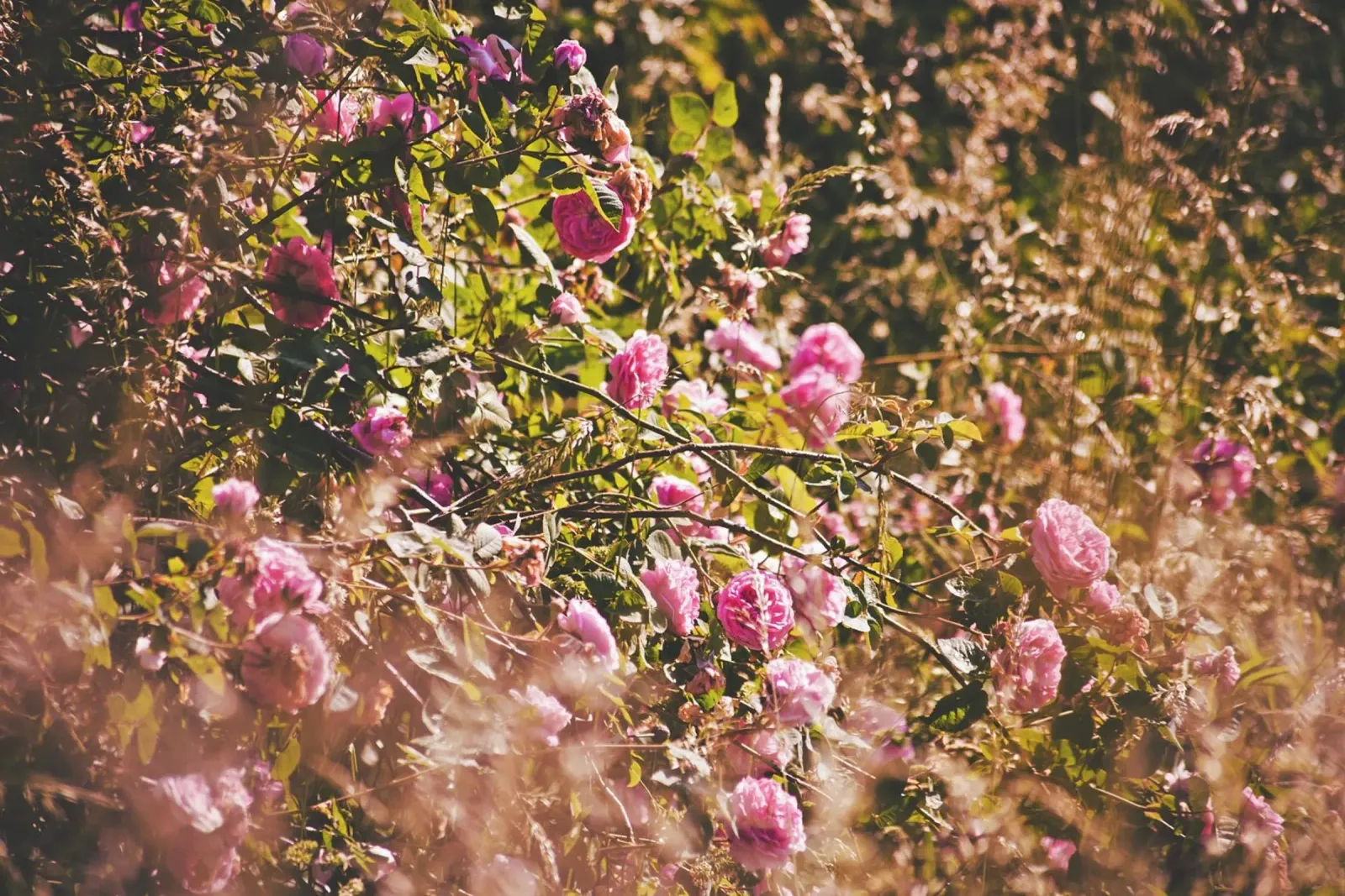 Poesia in fiore selvaggio carta hahnemühle da PhotoVibe Decor