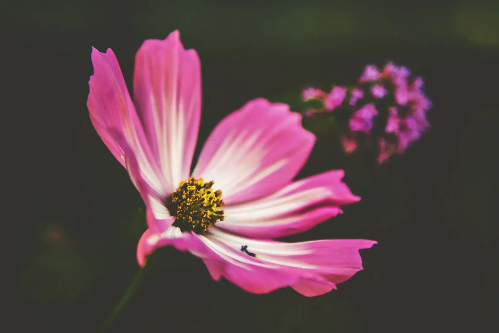 Poesia in fiore selvaggio alluminio dibond da PhotoVibe Decor