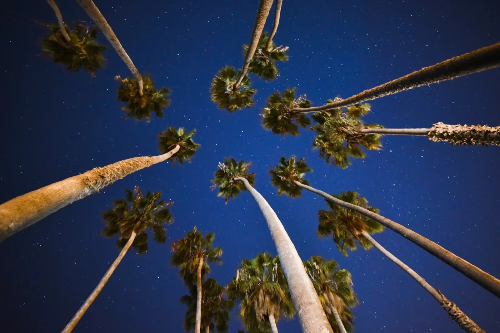 Whispers of Palm Trees canvas by PhotoVibe Decor
