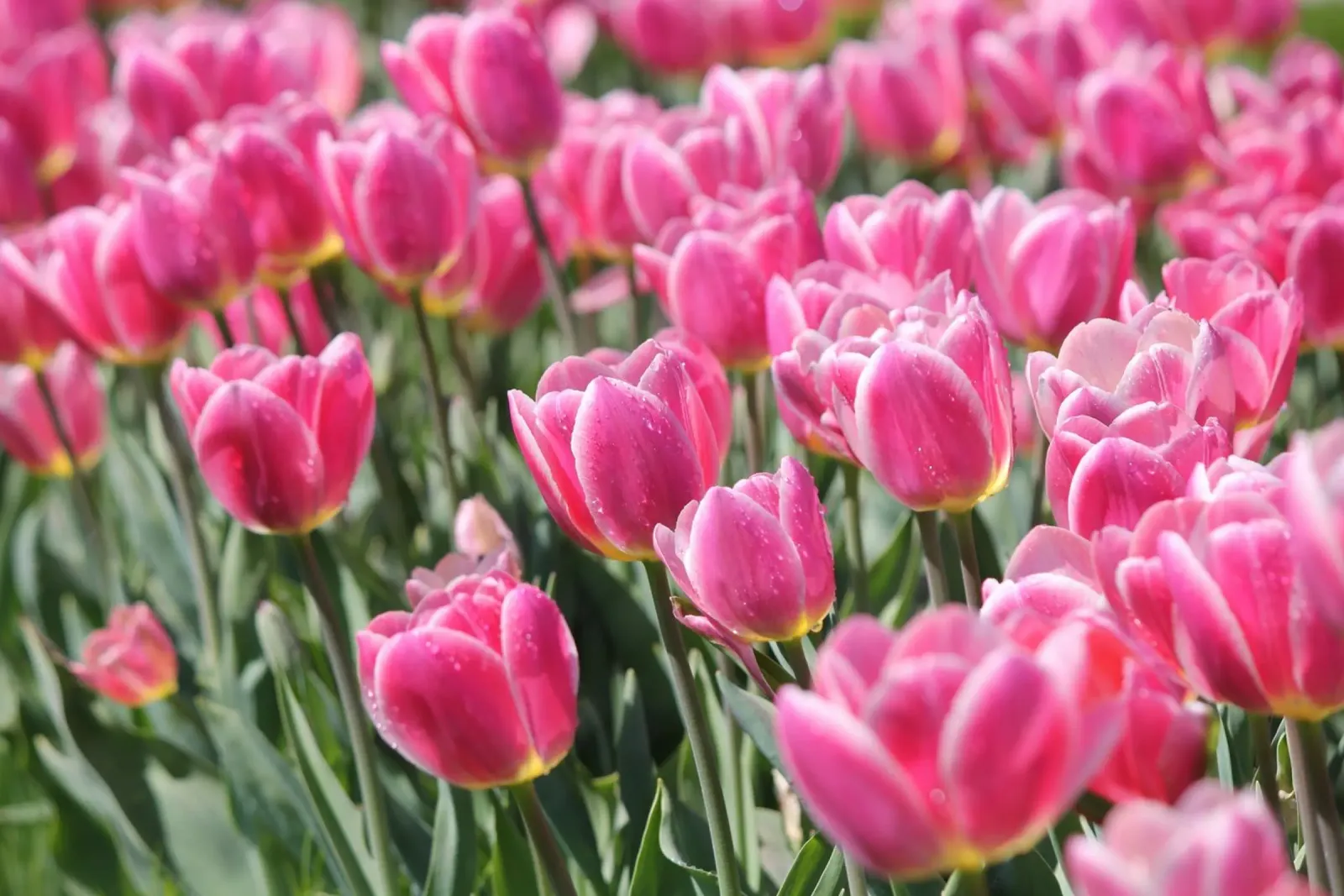 Das Flüstern der Tulpen Hahnemühle von Bold Blooms