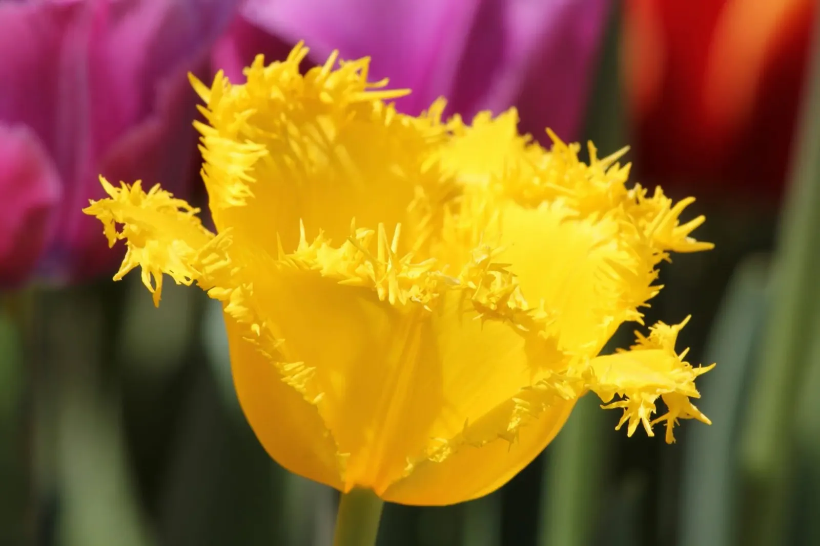 Sussurri di tulipani tela con Cornice a cassetta da Bold Blooms