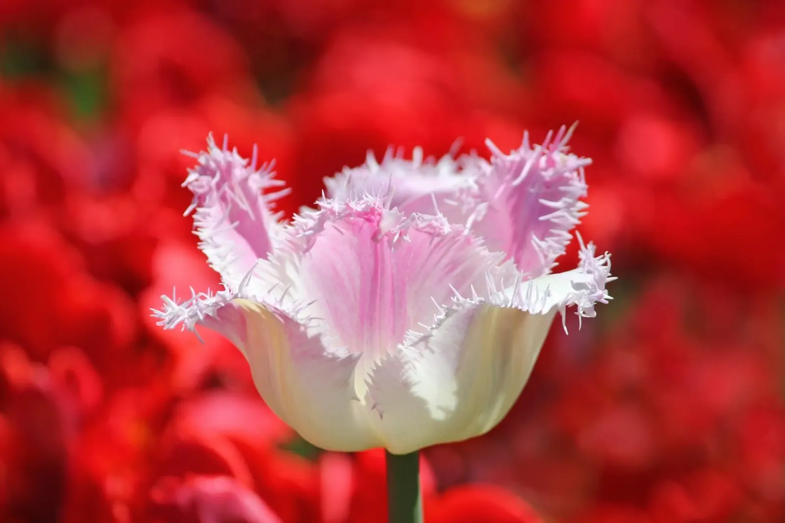 Sussurri di tulipani carta hahnemühle da Bold Blooms