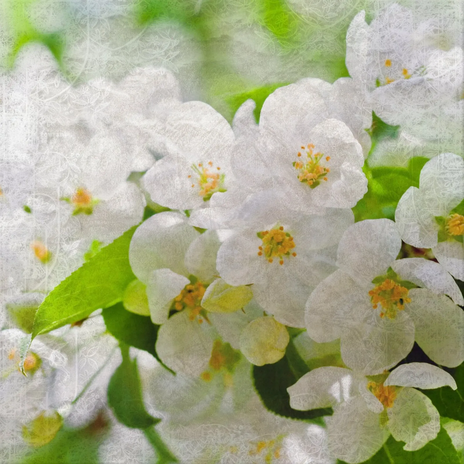 Il respiro di Sakura poster con telaio in legno da Bold Blooms