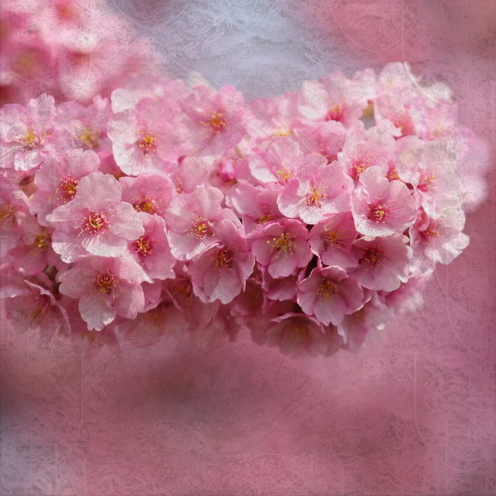 Il respiro di Sakura alluminio dibond da Bold Blooms