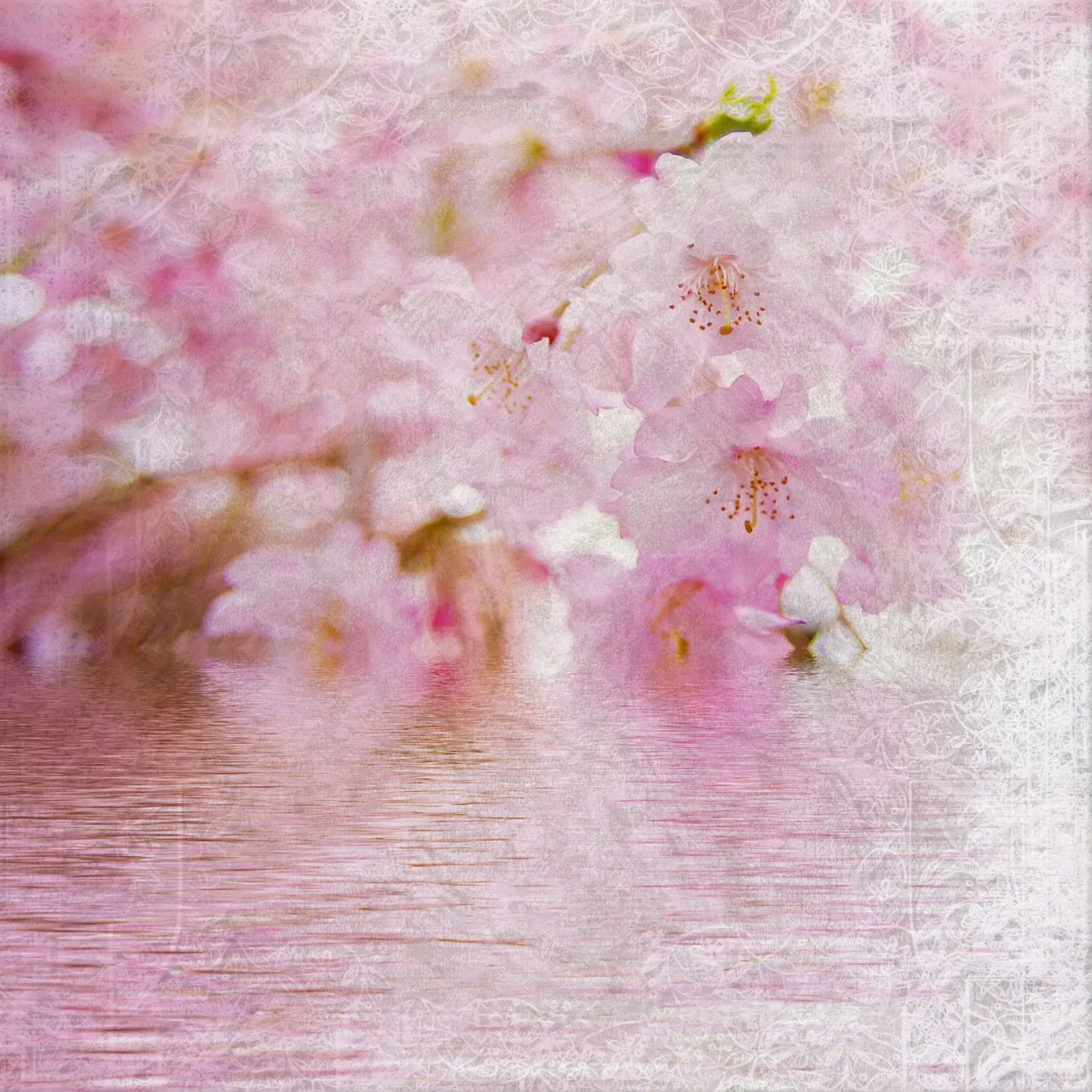 Il respiro di Sakura poster da Bold Blooms