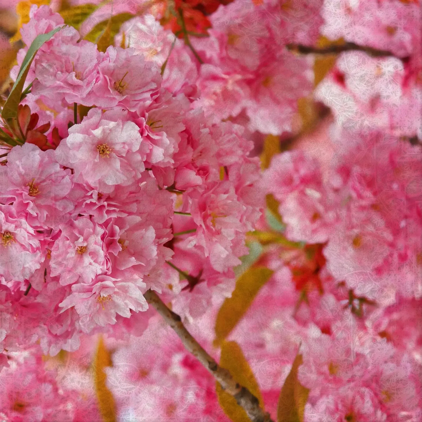 Breath of Sakura canvas with Floater frame by Bold Blooms