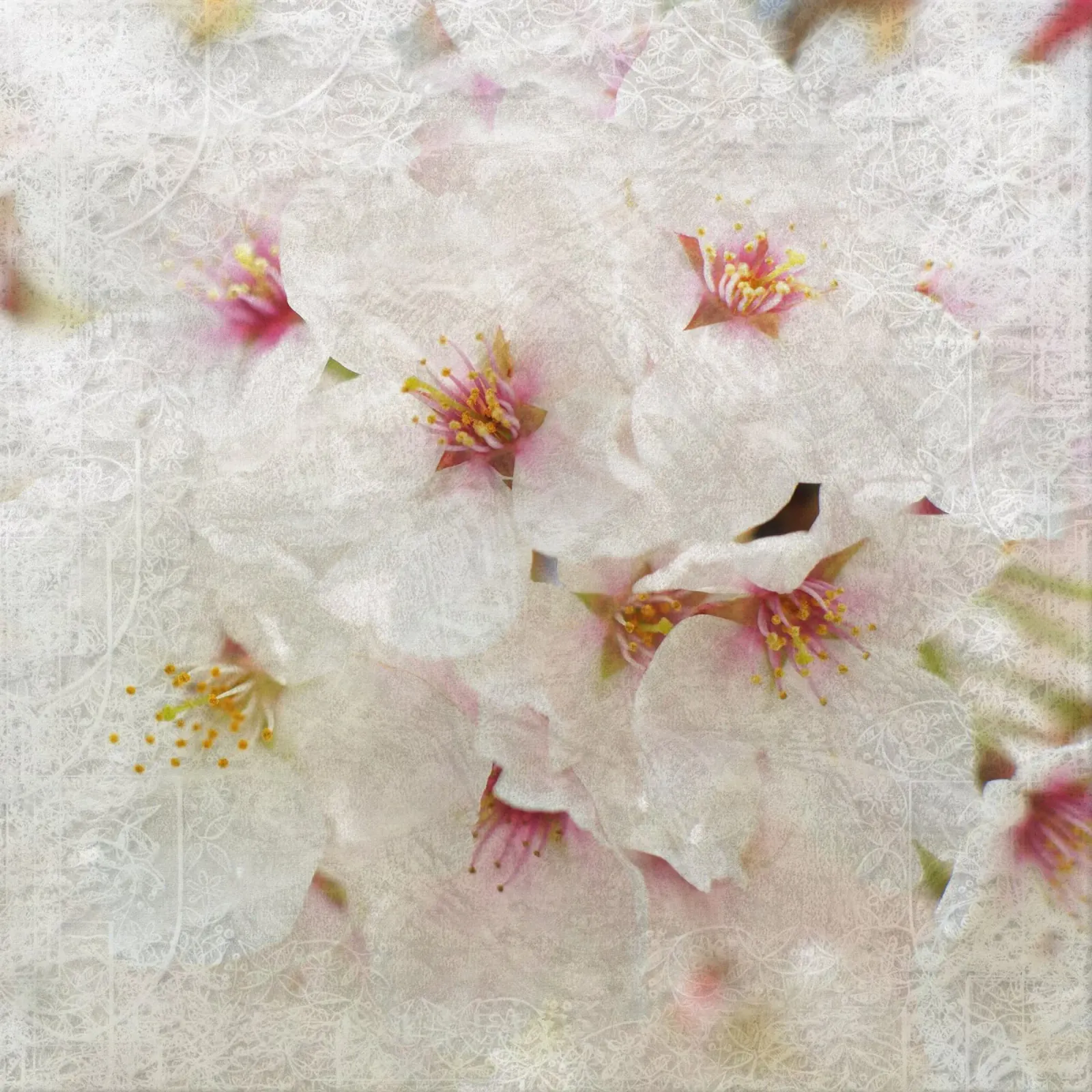 Il respiro di Sakura carta hahnemühle da Bold Blooms