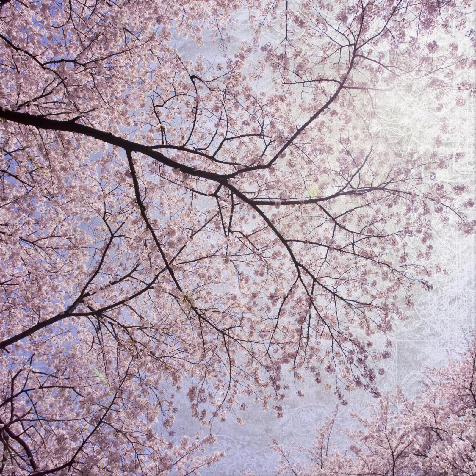 Le souffle de Sakura plexiglas de Bold Blooms