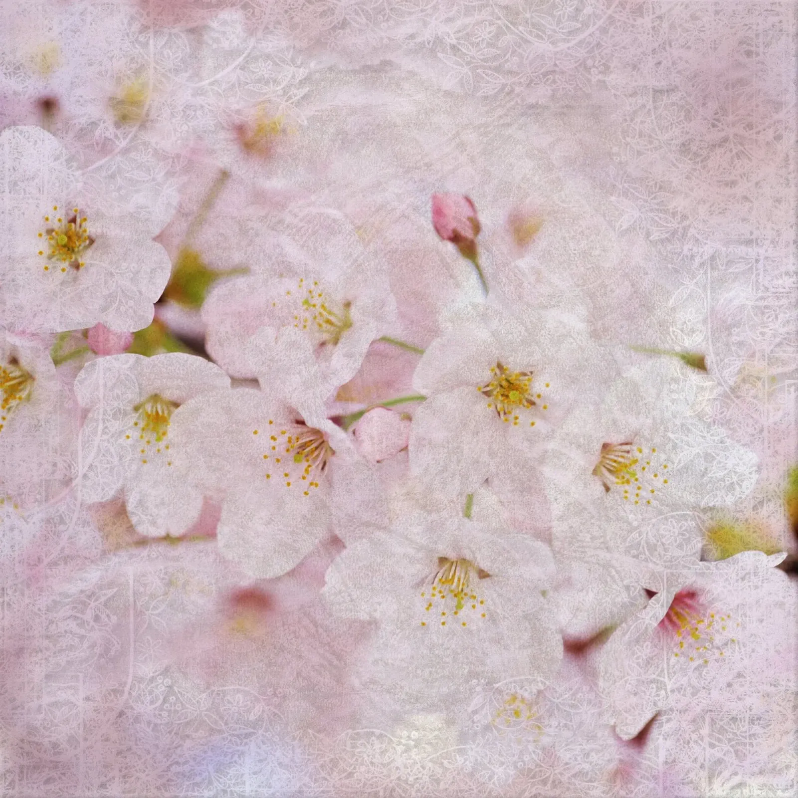 Il respiro di Sakura alluminio dibond da Bold Blooms
