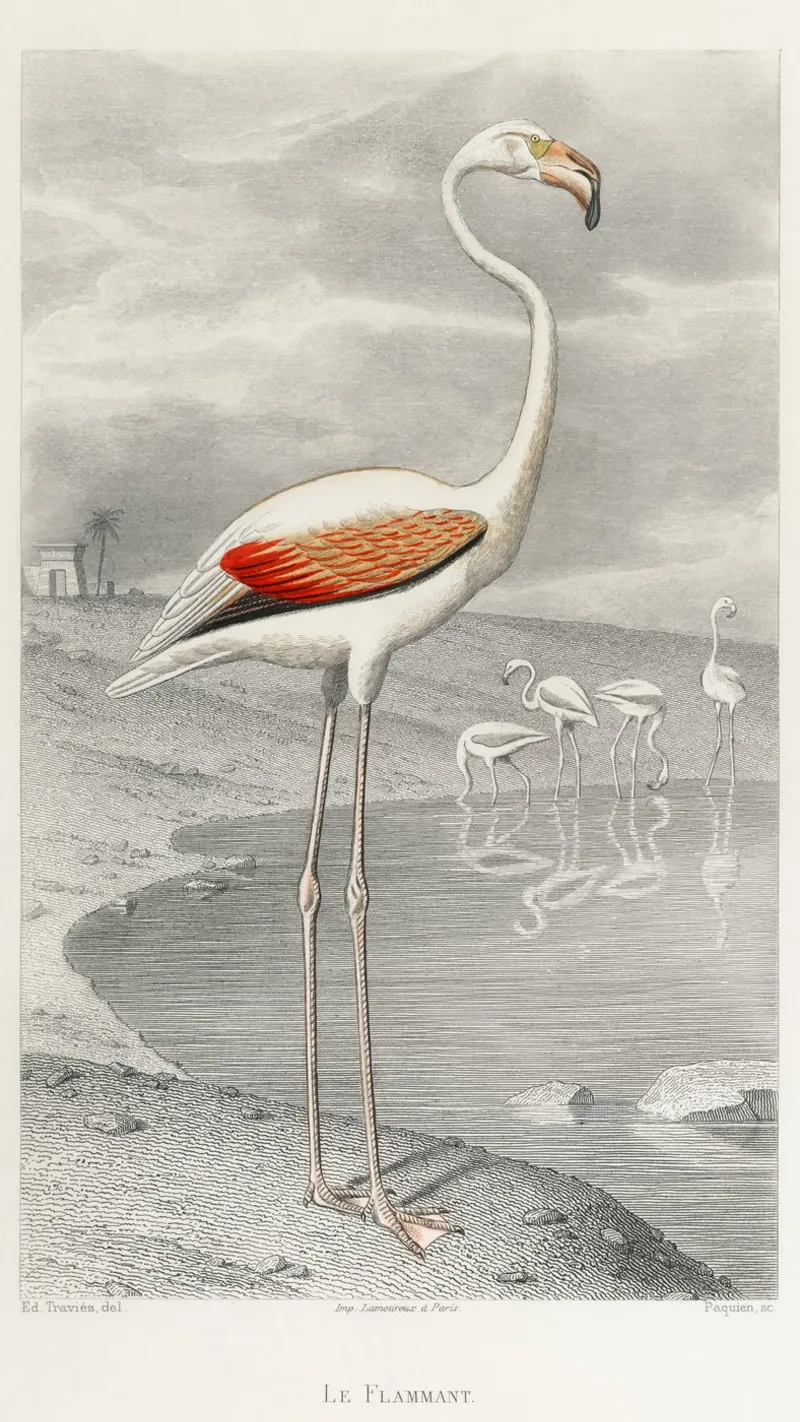 Le Flammant (Flamingo) poster da vintageshop