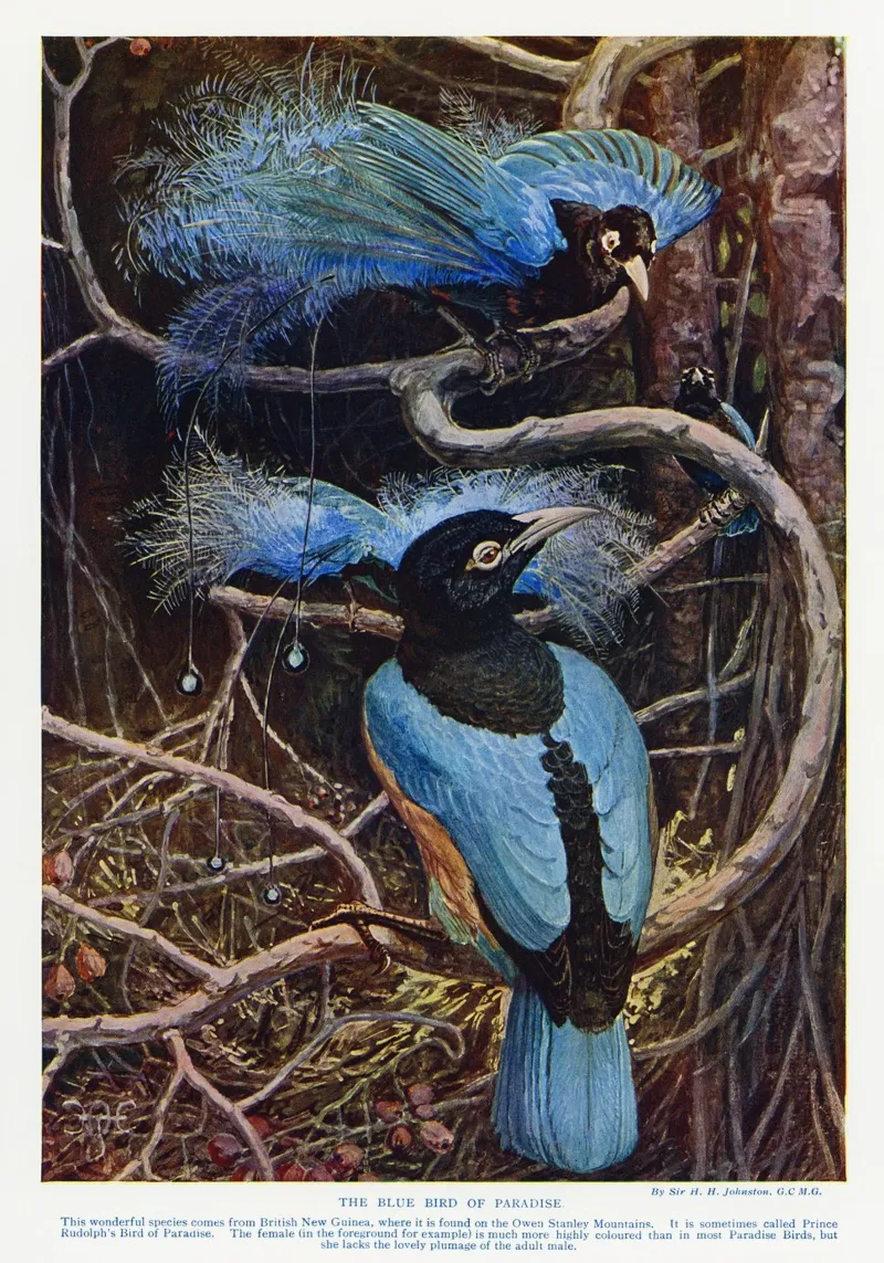 The blue bird of paradise canvas by vintageshop