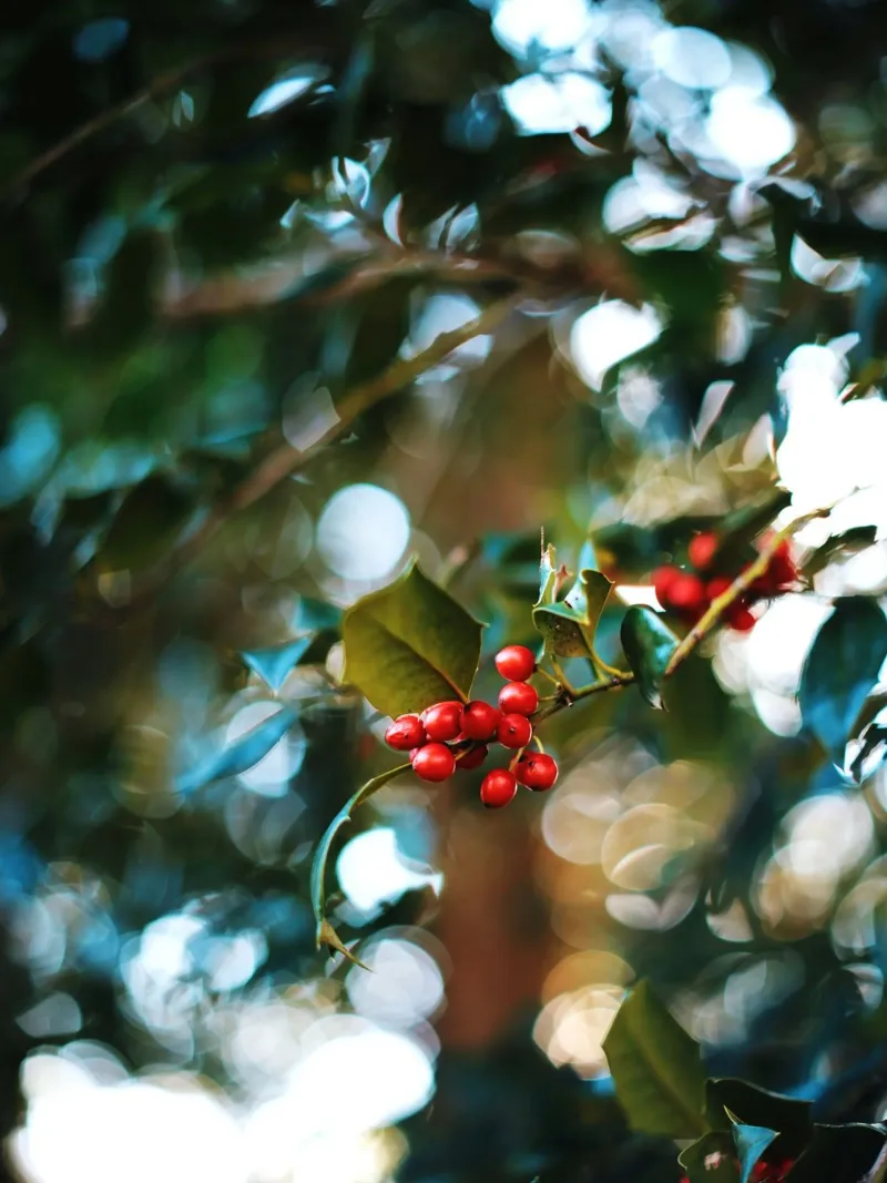 bacche rosse foglie di agrifoglio pellicola backlit da Earthly Visions