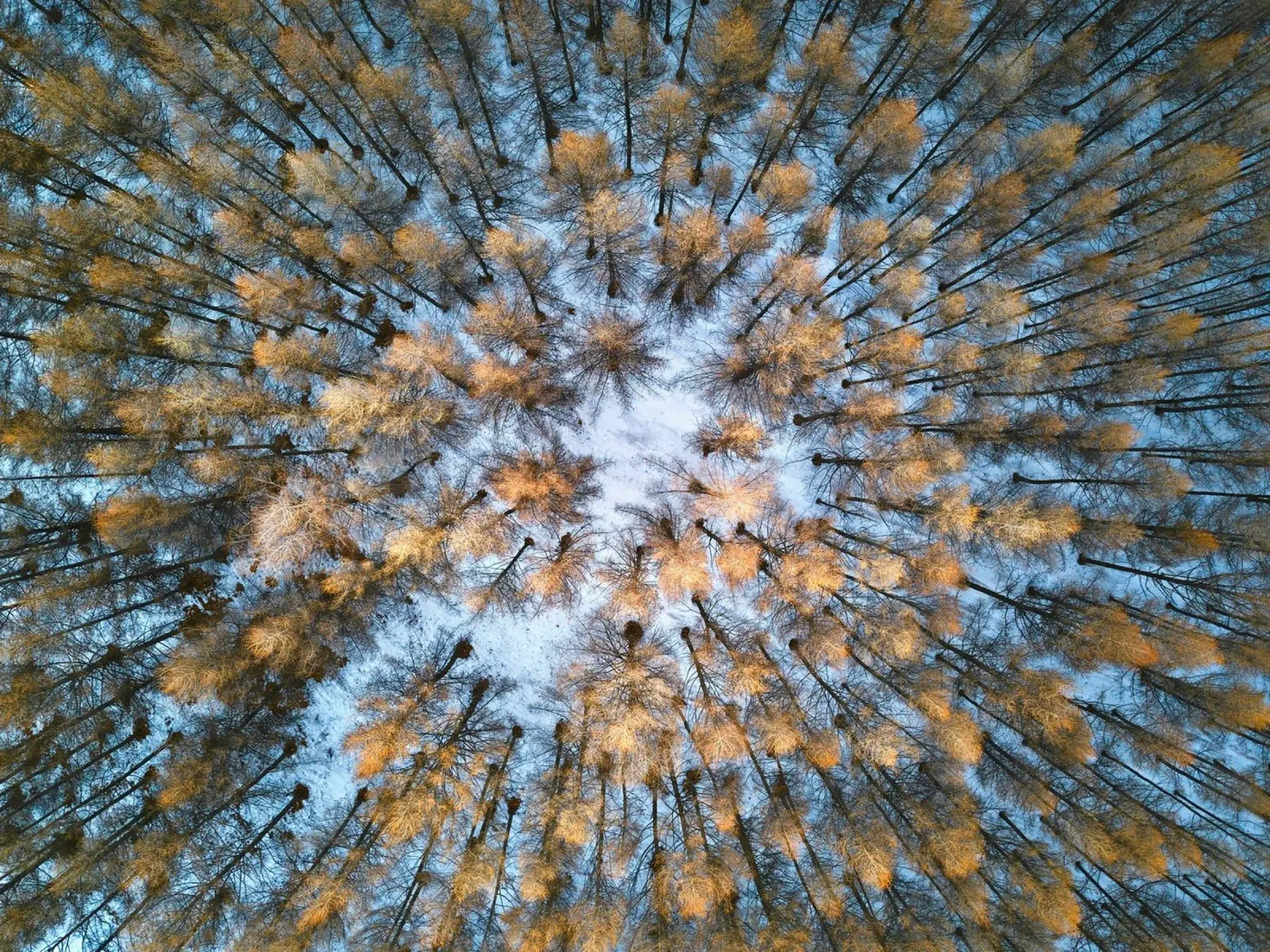 vista aerea foresta pellicola backlit da Earthly Visions