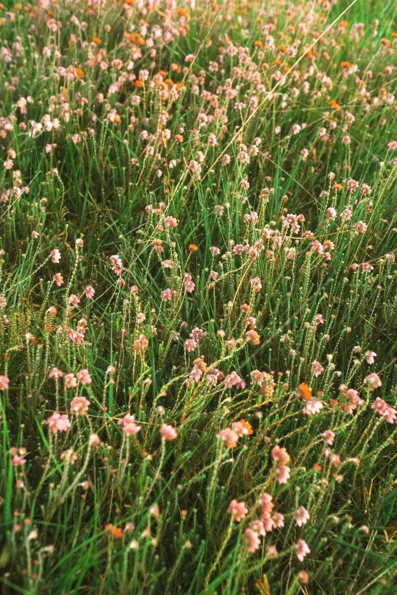 fiori erba pannello forex da Earthly Visions