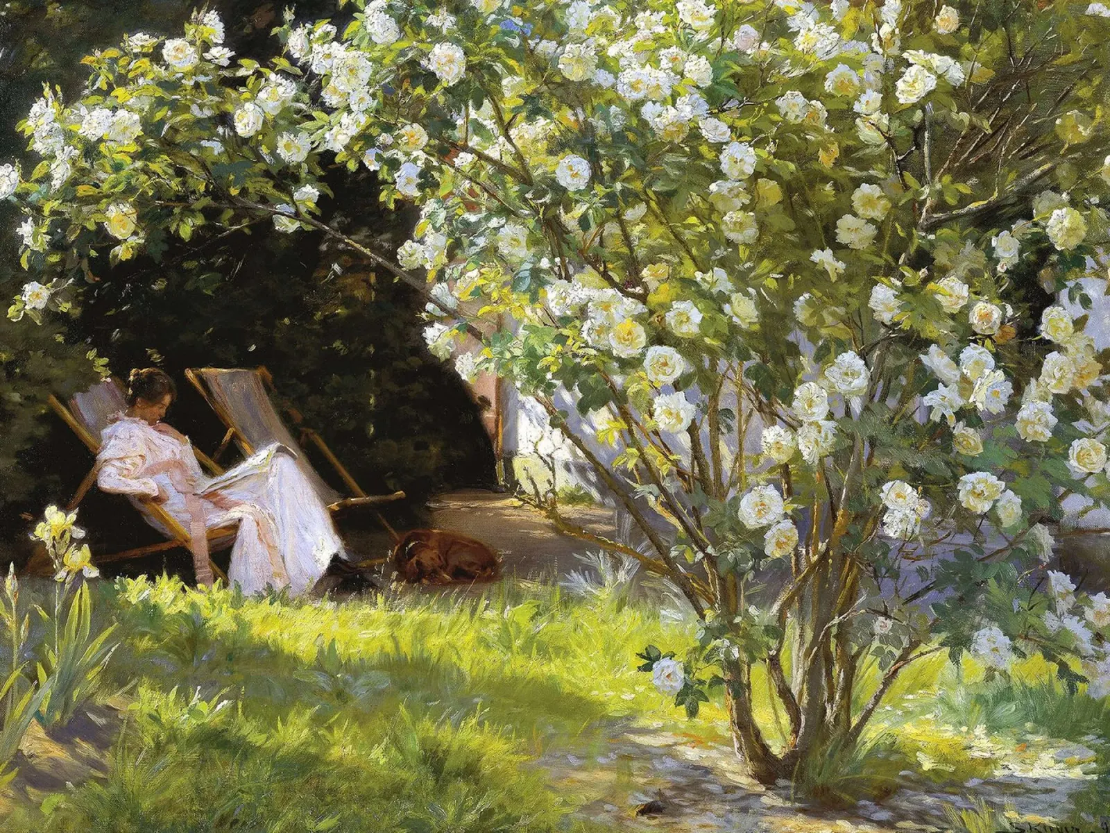rose - peder severin kroyer pellicola backlit da shoplena