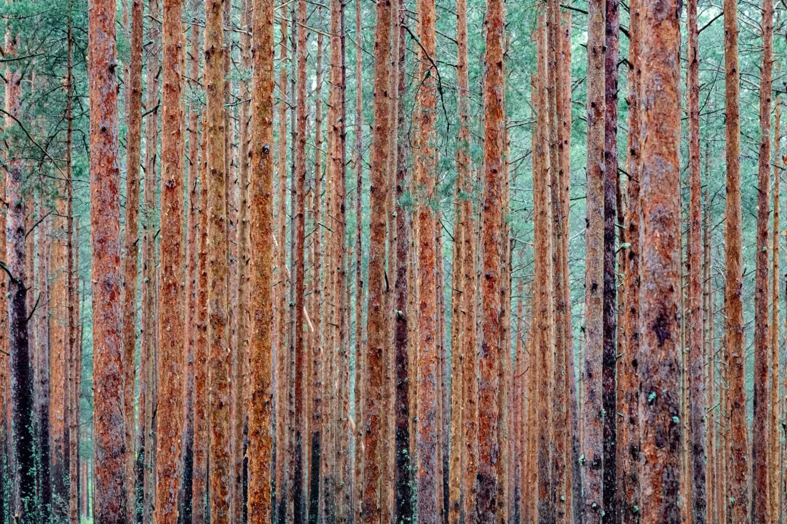 foresta fitta pellicola backlit da anderm